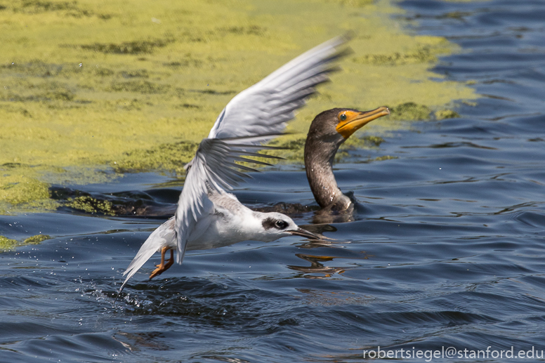 emily renzel wetlands